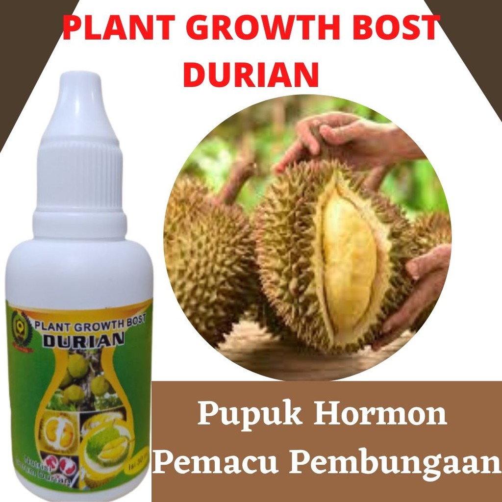 Pupuk Durian Cepat Buah, Pupuk Cair Perangsang Buah Durian