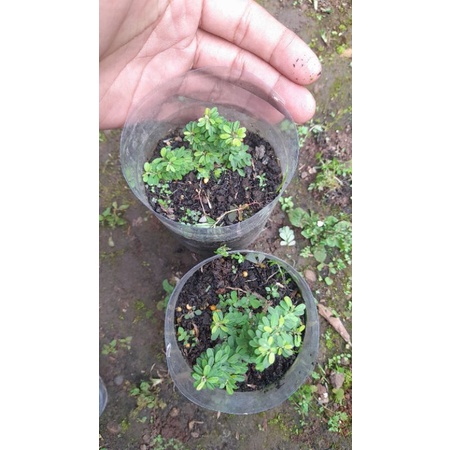 Bibit Saeng Simbur Mikro Thailand