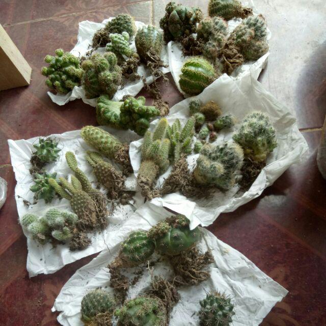 Kaktus Dan Sekulen ( Minimal 30 Packs )