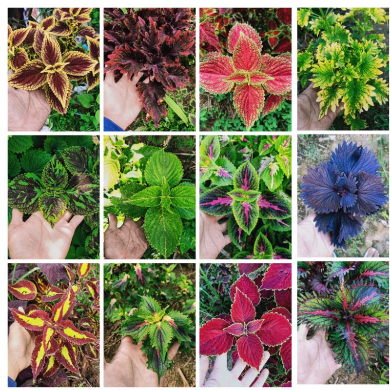 Tanaman Hias Murah 20 Jenis Miana Langka Bunga Miana Premium