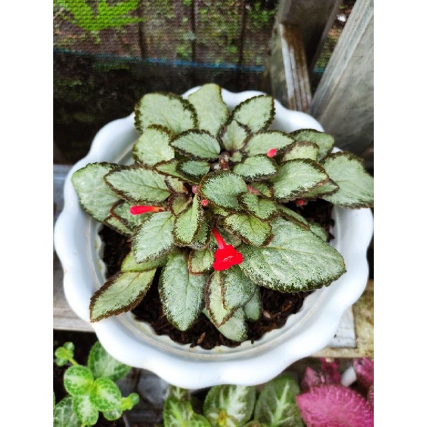 Episcia Silver Skies