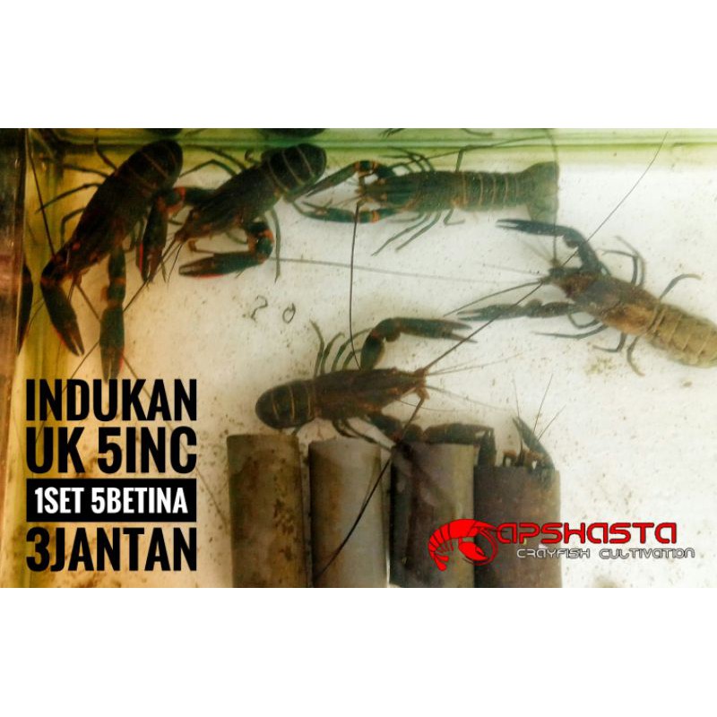 indukan lobster air tawar