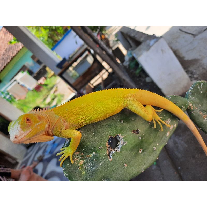 iguana Albino Red mulus sehat