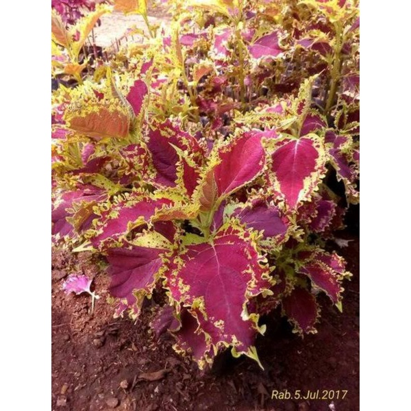 Tamanan Hias - Bibit Bunga Miana Iler No.4