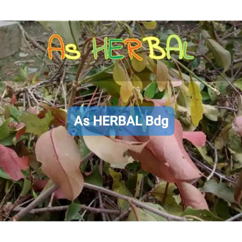 

Benalu Cengkeh Segar 1 Kg petik langsung fresh-az