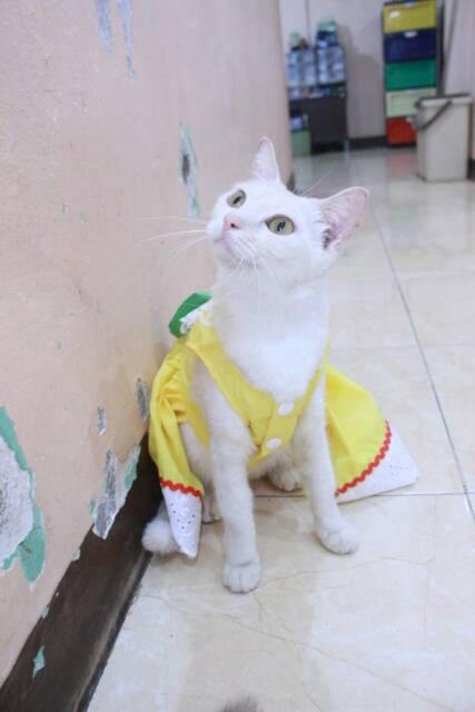 Dress ala french vintage untuk kucing dan anjing lucu murah / baju kucing murah size S M L XL