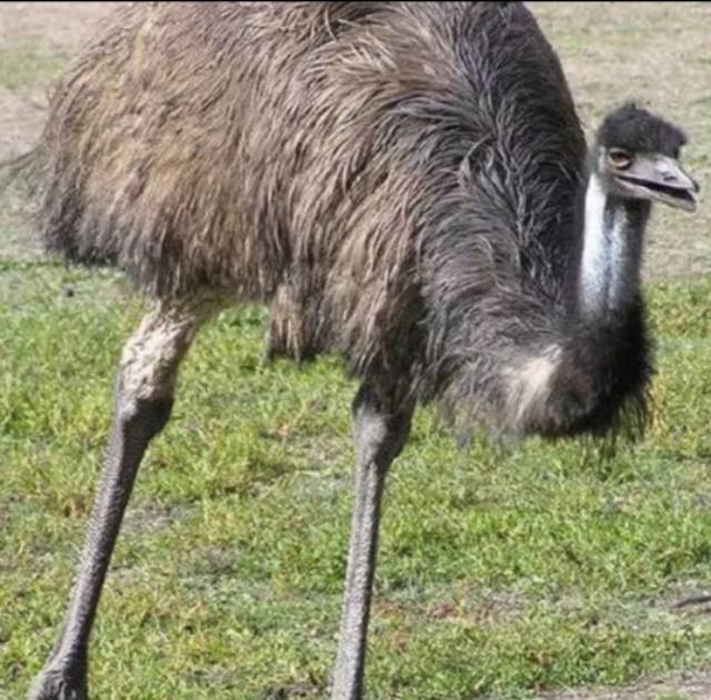 Emu Feather Trim Lis Pita Bulu Burung Emu Shopee Indonesia