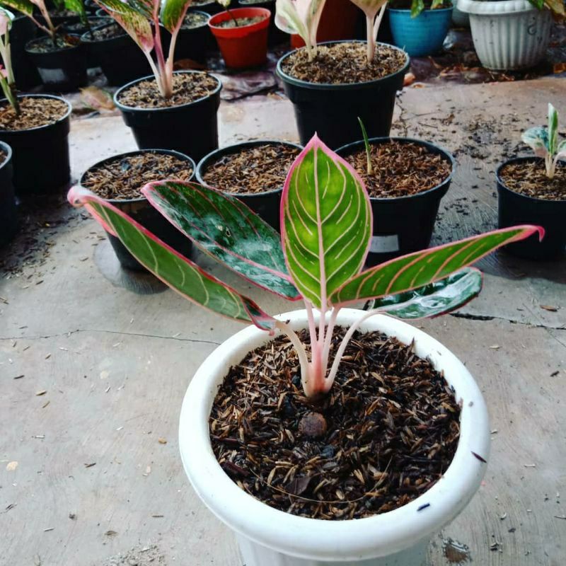 PROMO promo murah tanaman hias aglonema khanza anakan aglonema khanza