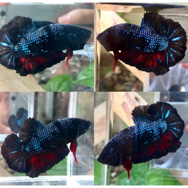 Ikan Cupang Black Vampire Avatar Shopee Indonesia