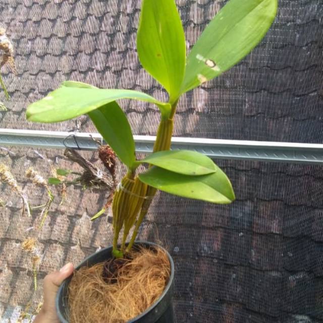 Dendrobium macrophyllum dewasa