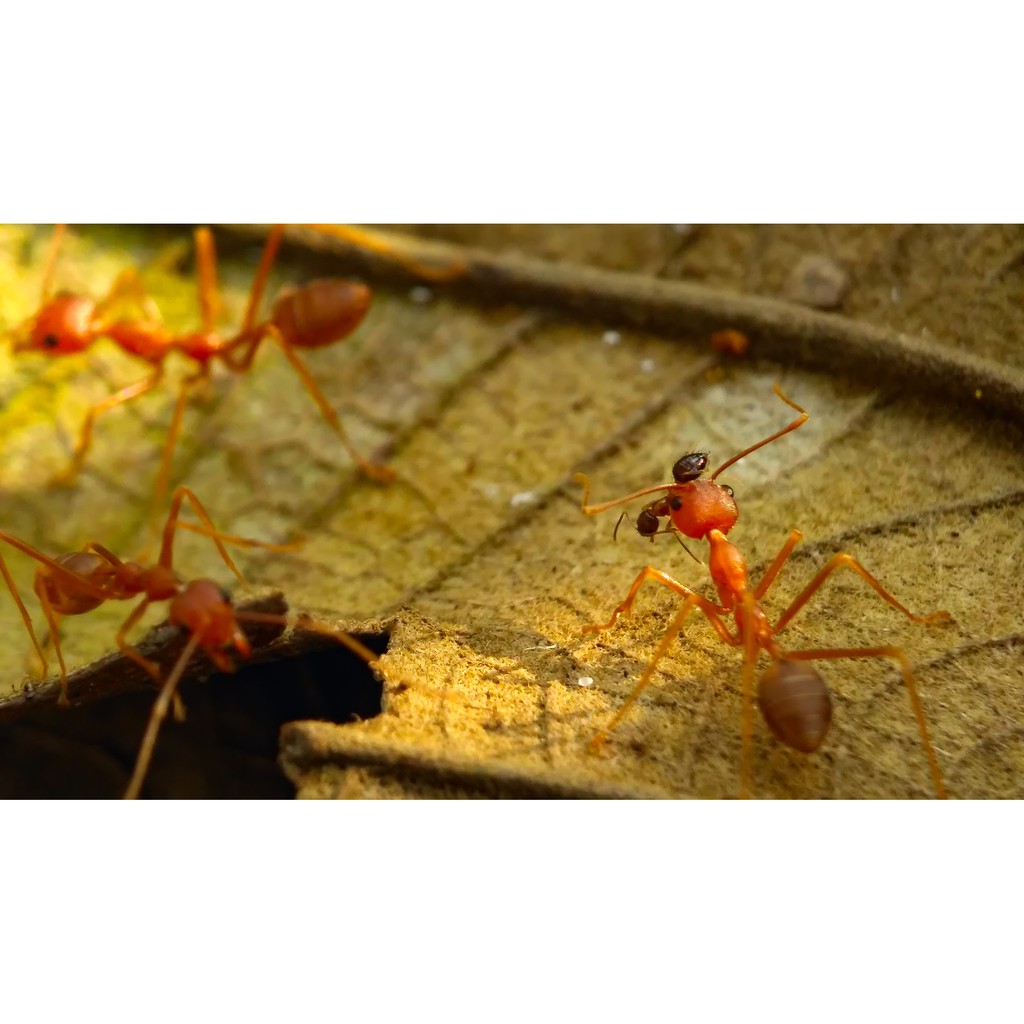 Lensa / Lensbong Macro Prosumer 25mm untuk Kamera HP / Smartphone / Handphone - Siap Pakai