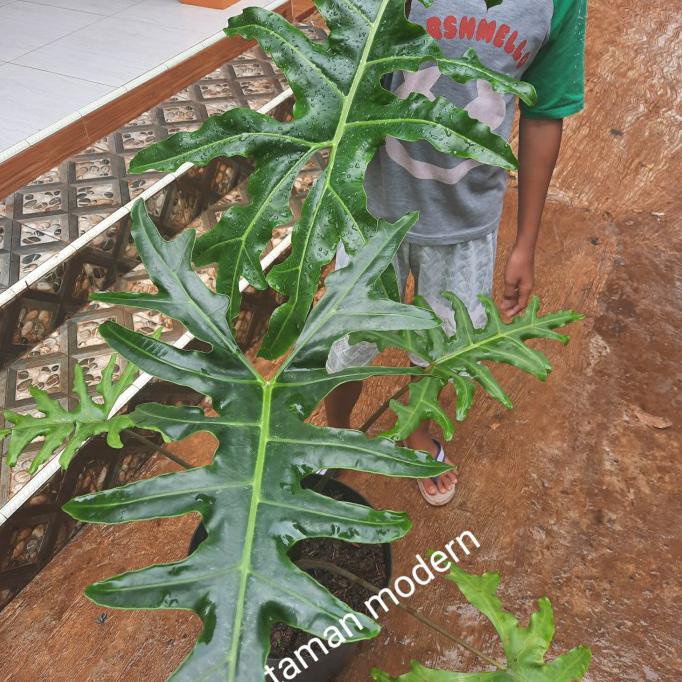 Tanaman Hias Alocasia Portei Tinggi 1 Meter Up Real Pict Senapmena