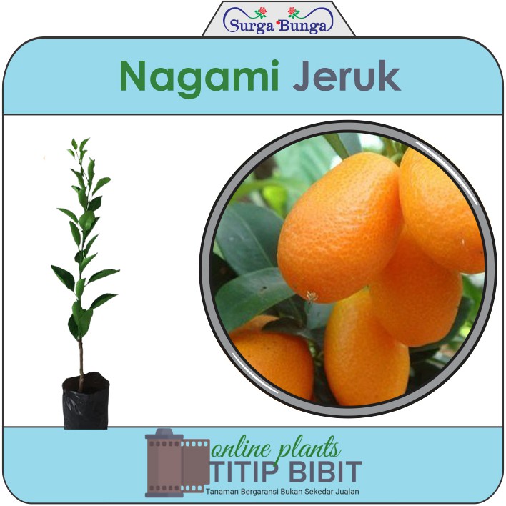 jeruk nagami bibit tanaman buah tambulampot