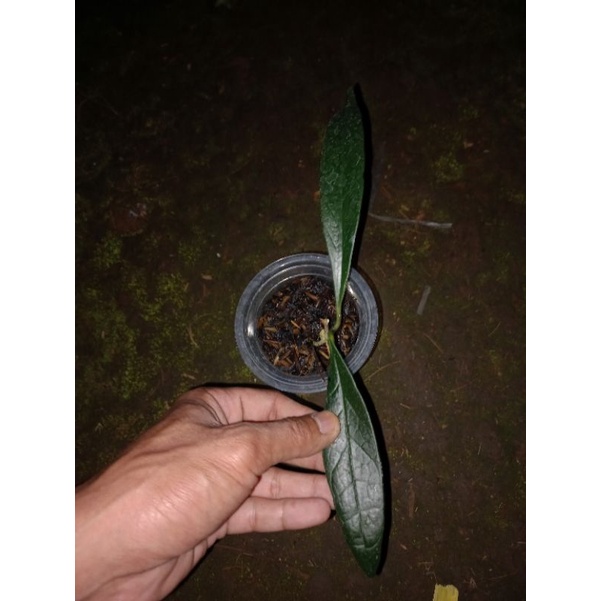 Tanaman hoya sulawesiana rawatan ekonomis