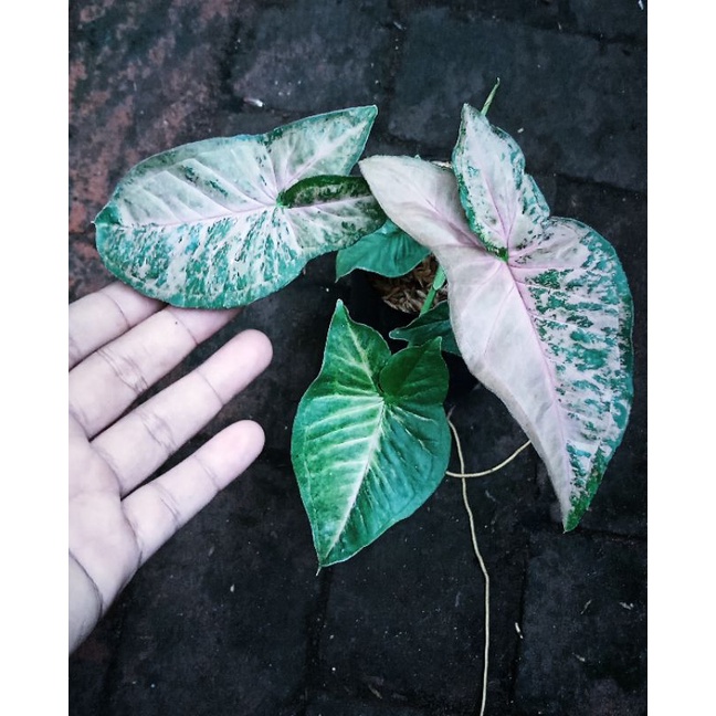 Syngonium Pink Flecked