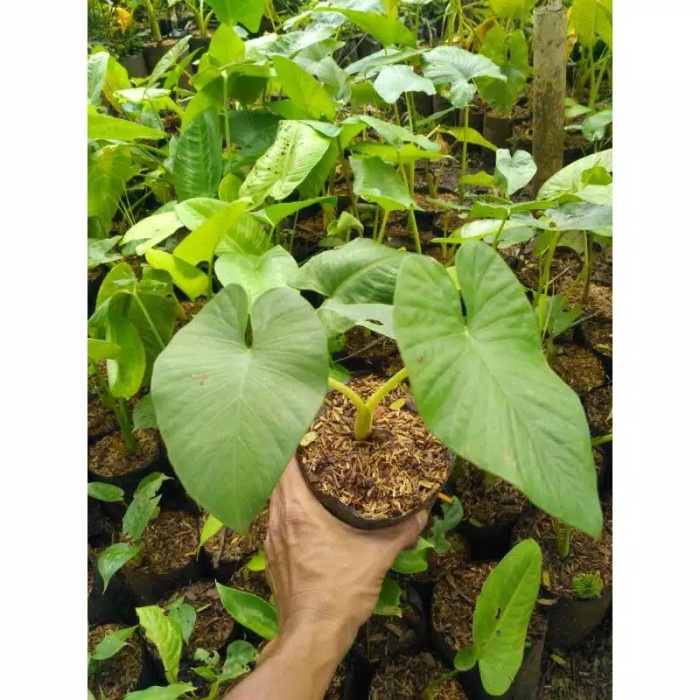 Terbaru tanaman hias indor alocasia alba - alocasia - alocasia alba