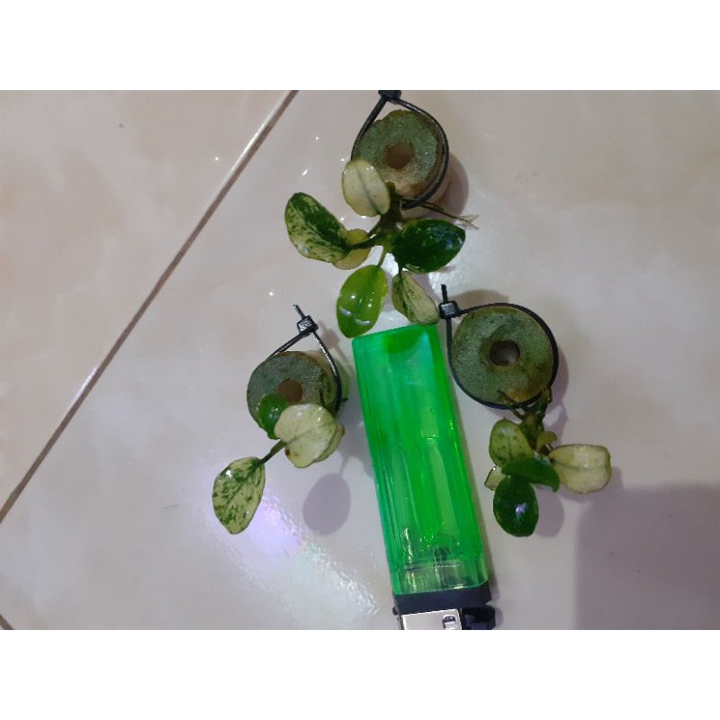 anubias nana pinto anakan