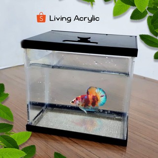 Akuarium Mini Ikan Cupang Guppy Akrilik Aquarium Unik 10x10x15cm