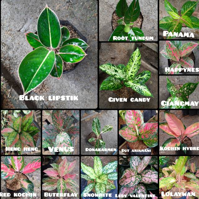 Paket 16 jenis aglonema