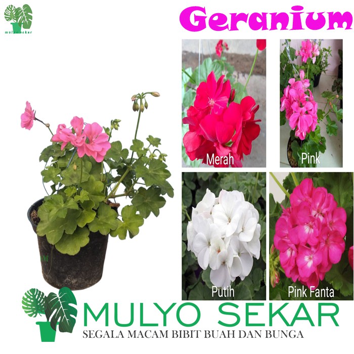 Tanaman Hias Bunga Gantung Geranium