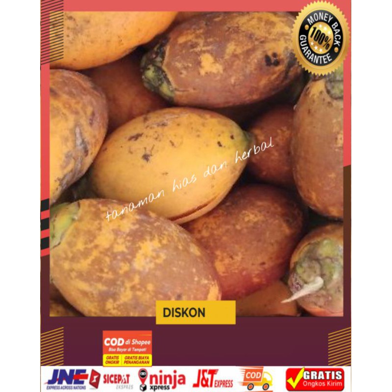 

Buah pinang jambe/jame tua 1kg termurah