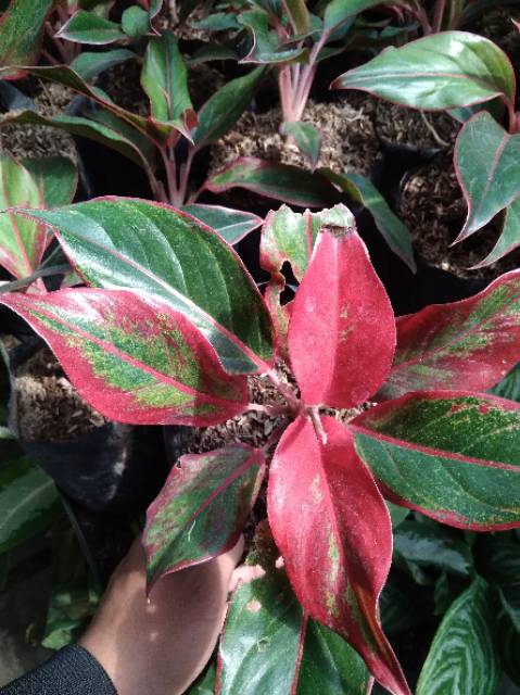 Bunga Aglonema lipstik merah