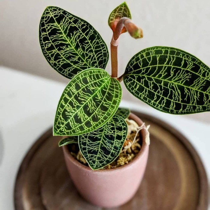 Jewel Orchid