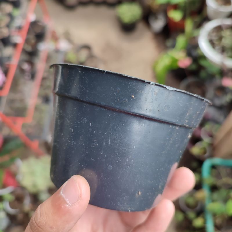 Pot plastik hitam 10cm