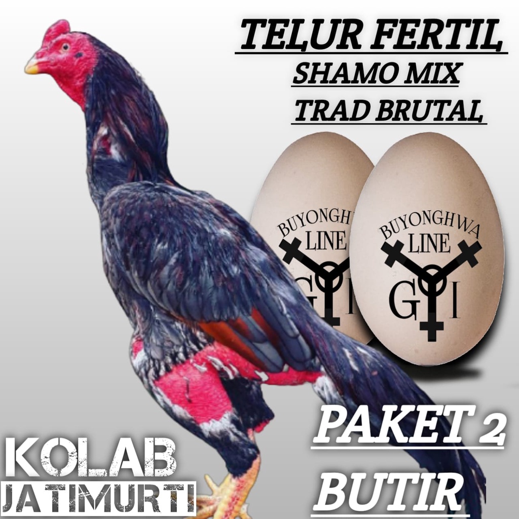 shamo mix ayam bangkok trad brutal telur fertil