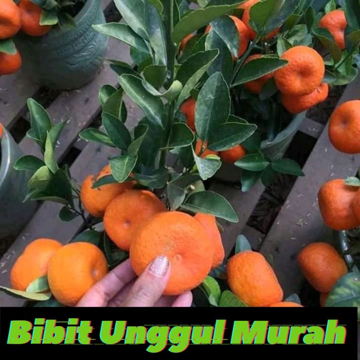 bibit jeruk santang madu super