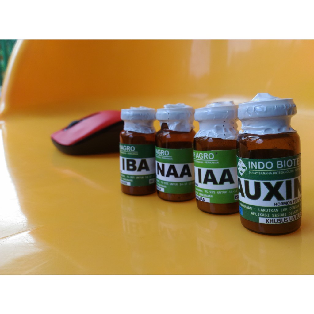 Auxin IAA, NAA, IBA Powder/Murni 1gr