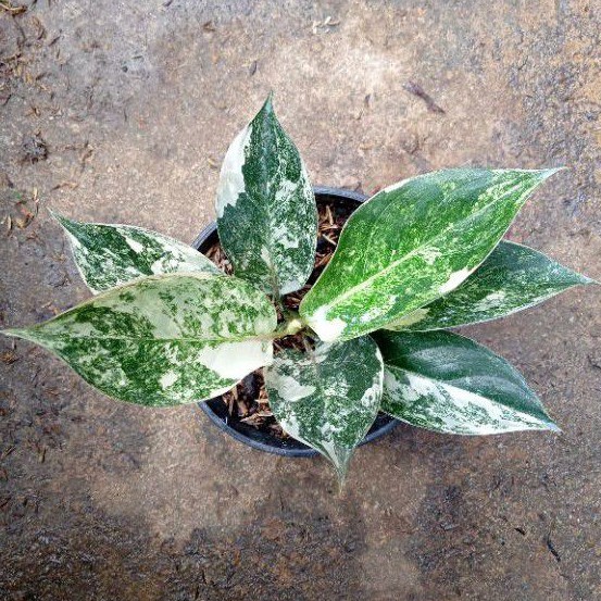 aglonema siam jade full varigata real pict