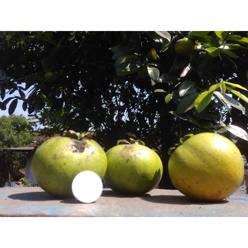 Buah Black Sapote Sawo Hitam