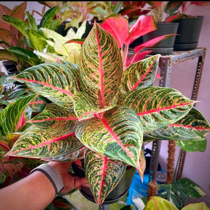 Aglonema hot lady (Tanaman hias aglaonema hot lady) - tanaman hias hidup - bunga hidup - bunga aglon