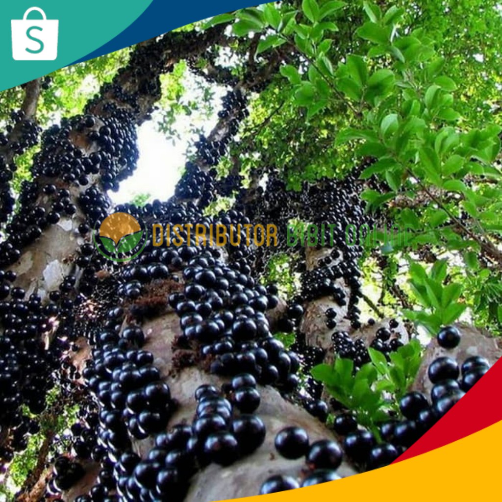 Bibit anggur brazil preco hasil cangkok cepat berbuah (WISATA FLORA)