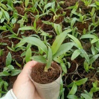 Seedling Anggrek Dendrobium Black Papua - anggrek hitam