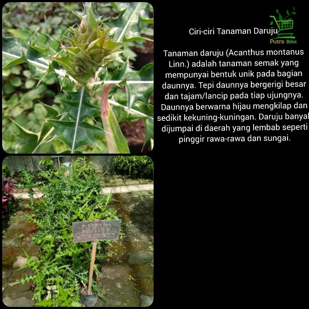Bibit Tanaman Binahong Merah Pohon Daun Gendola Obat Herbal Shopee