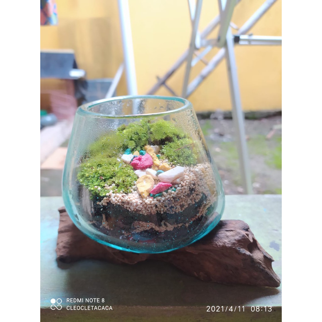 PAKET LENGKAP TERRARIUM AQUARIUM AKAR KAYU/AQUARIUM IKAN CUPANG/VAS BUNGA/AQUASCAPE/GLASS ON WOOD