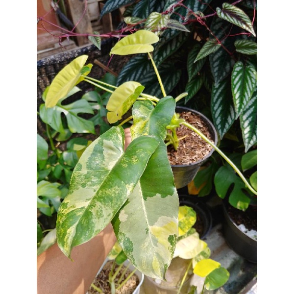 Philodendron Brekele Varigata / Burle Marx Varigata