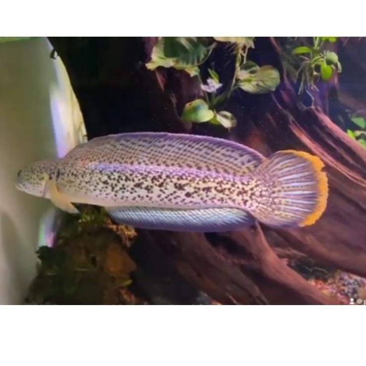 Barang Pilihan.. chana baby Barca bahanan kontes 3-4cm