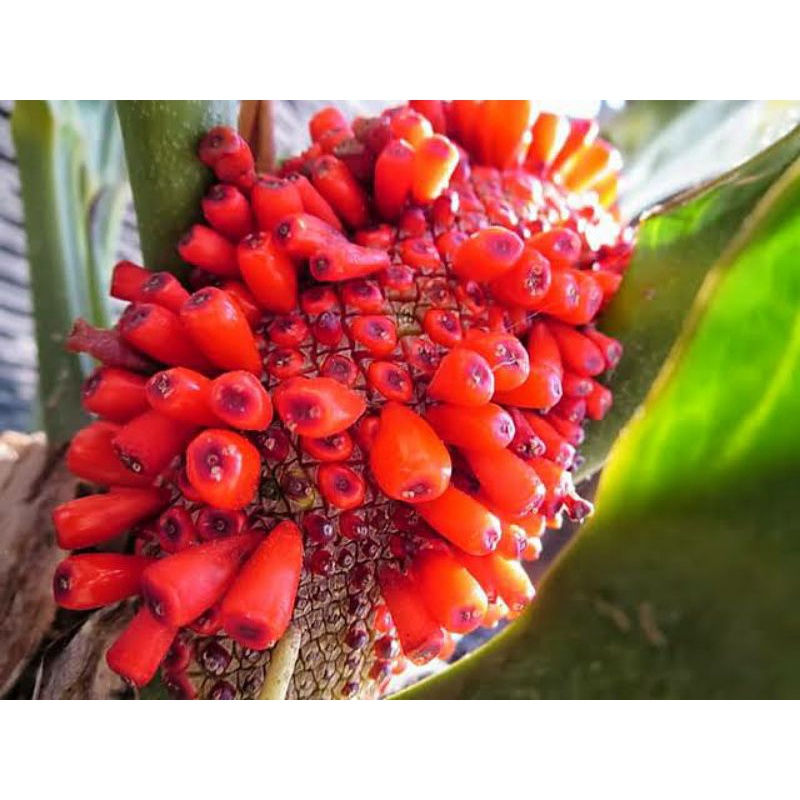 Biji/Benih/OC Anthurium Gelombang Cinta & black beauty Varigata