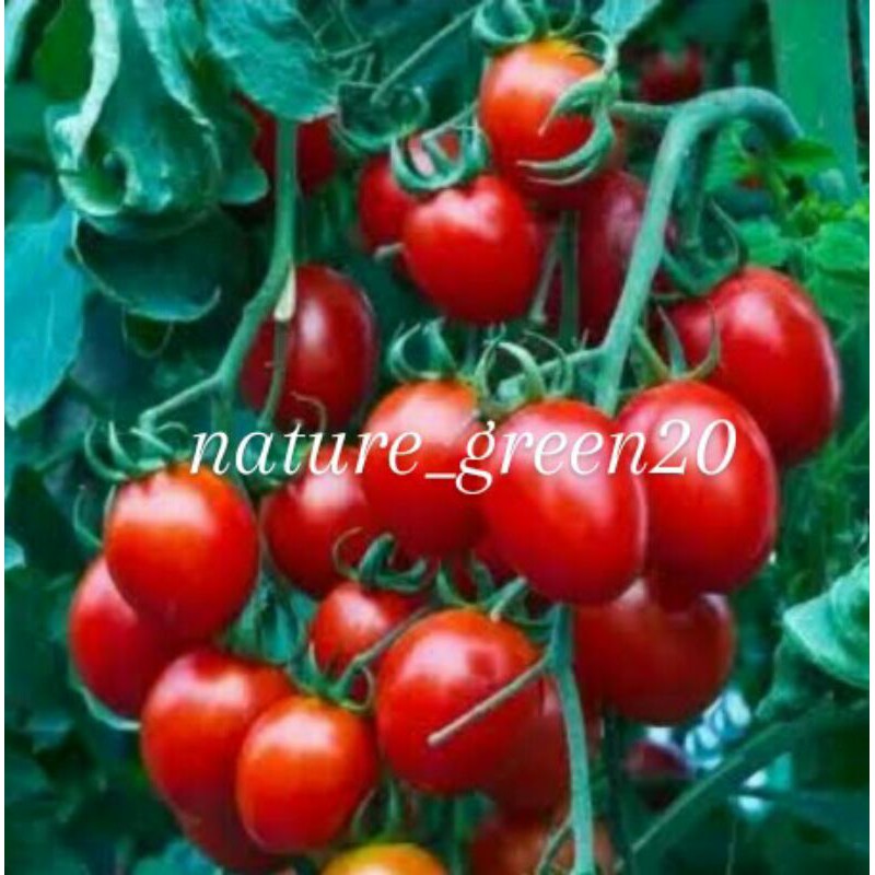 Benih bibit tomat ceri merah~tomat cherry red ruby
