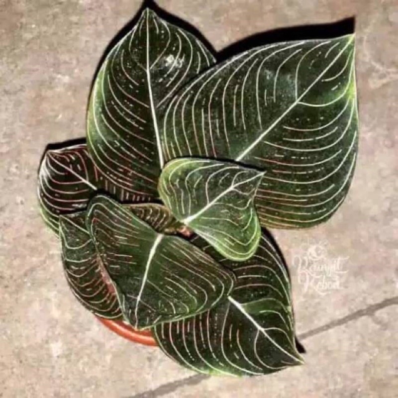 promo bibit rotundum aceh 2/3 daun bisa COD