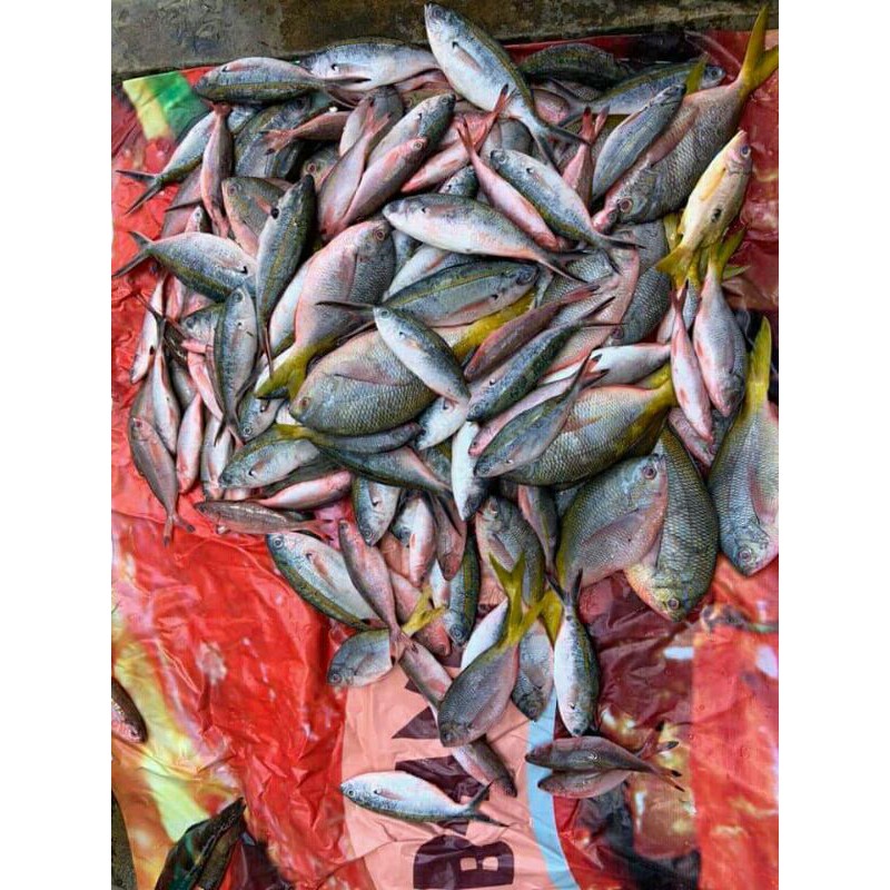 

IKAN EKOR KUNING SEGAR