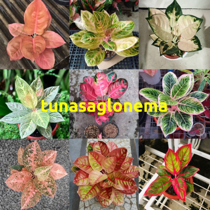 paket 9  aglonema,nezkia, Rinjani,escada, golden hope, hello Kitty,Minion, Stardust orange, romantik