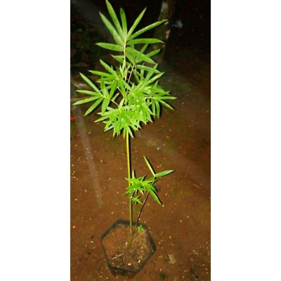 bambu jepang mini //bibit bambu jepang murah/COD BAMBU JEPANG