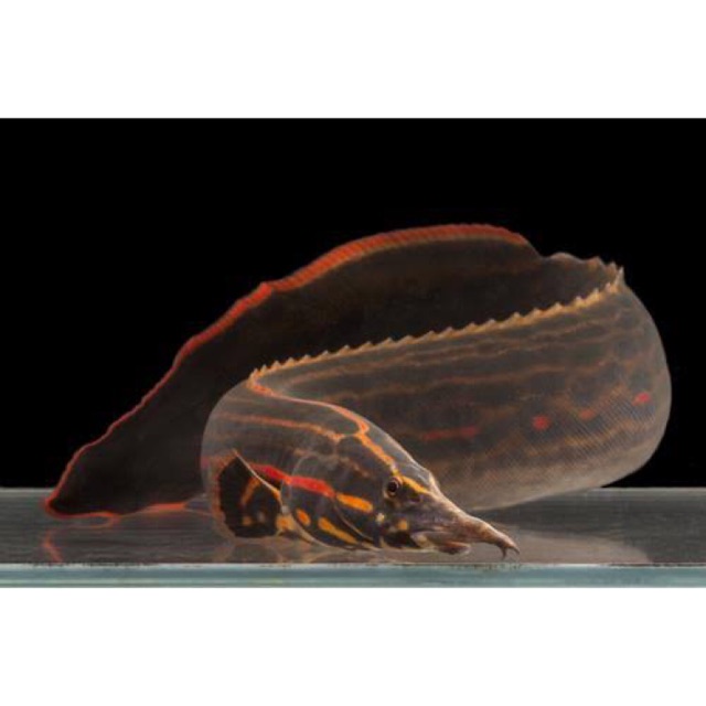 Fire Eel Mastacembelus Erythrotaenia Fireeel