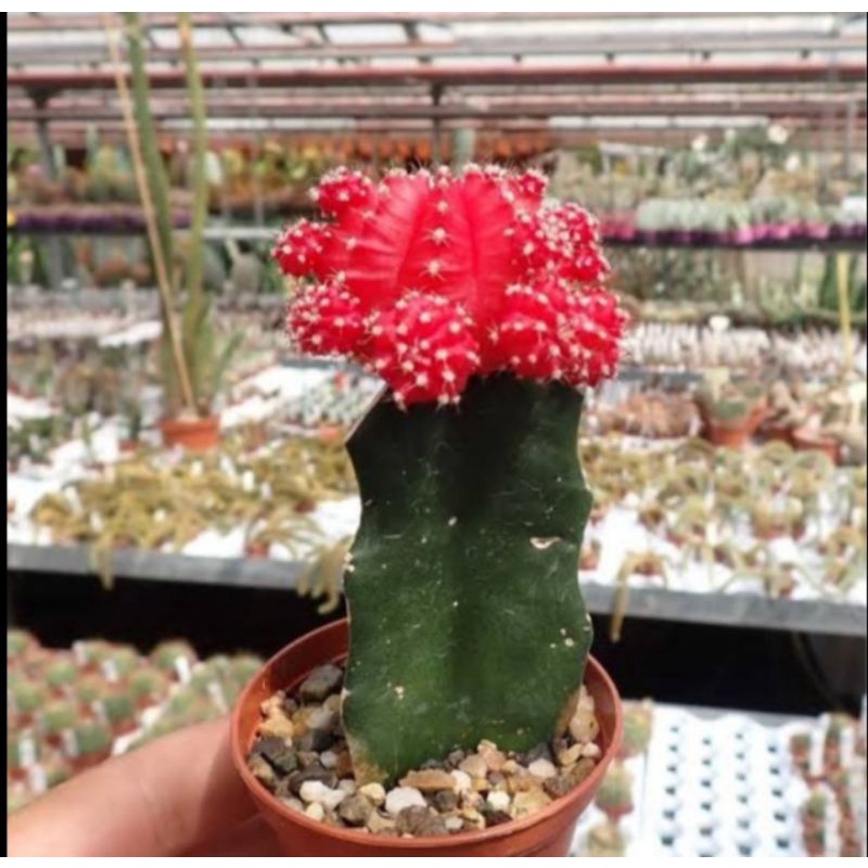 cactus gymnocalycium mihanovichii, red