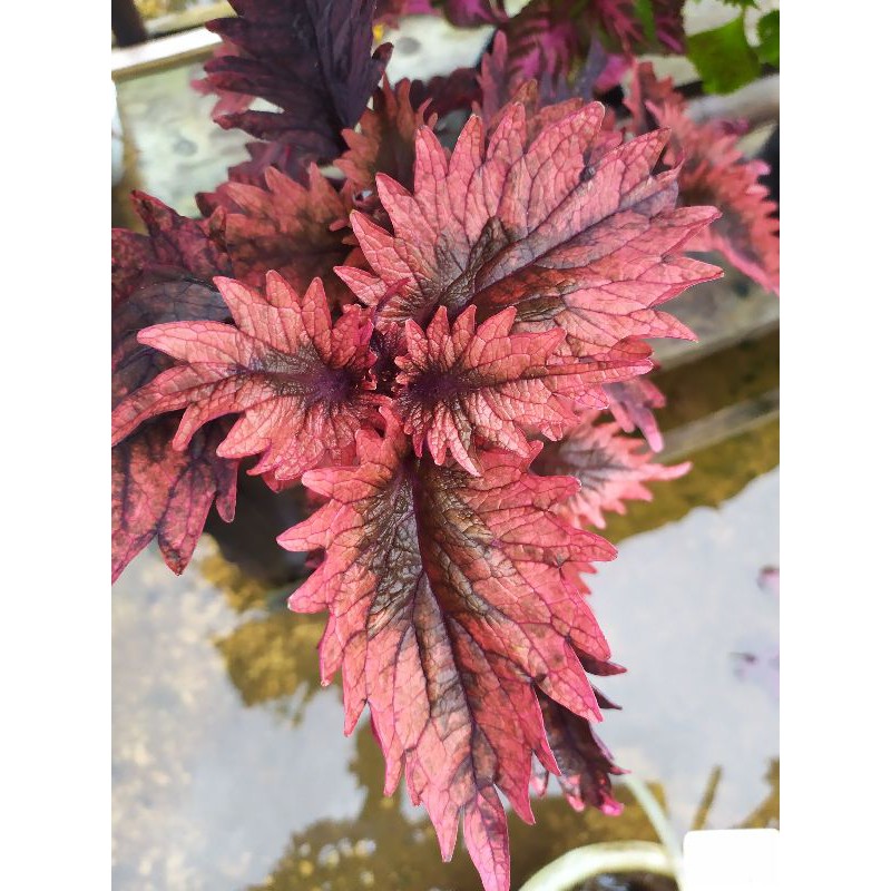 Tanaman Hias Miana ID 05 atau id dendeng balado