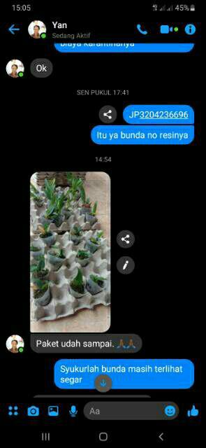 Anggrek Sedling Dendro Hybrid